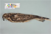 藏品(鳳頭蒼鷹)的圖片